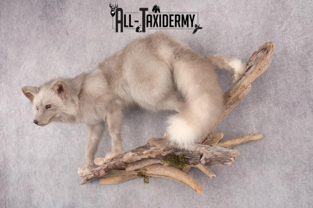 Marble Blue Fox SKU 2787 - Image 9