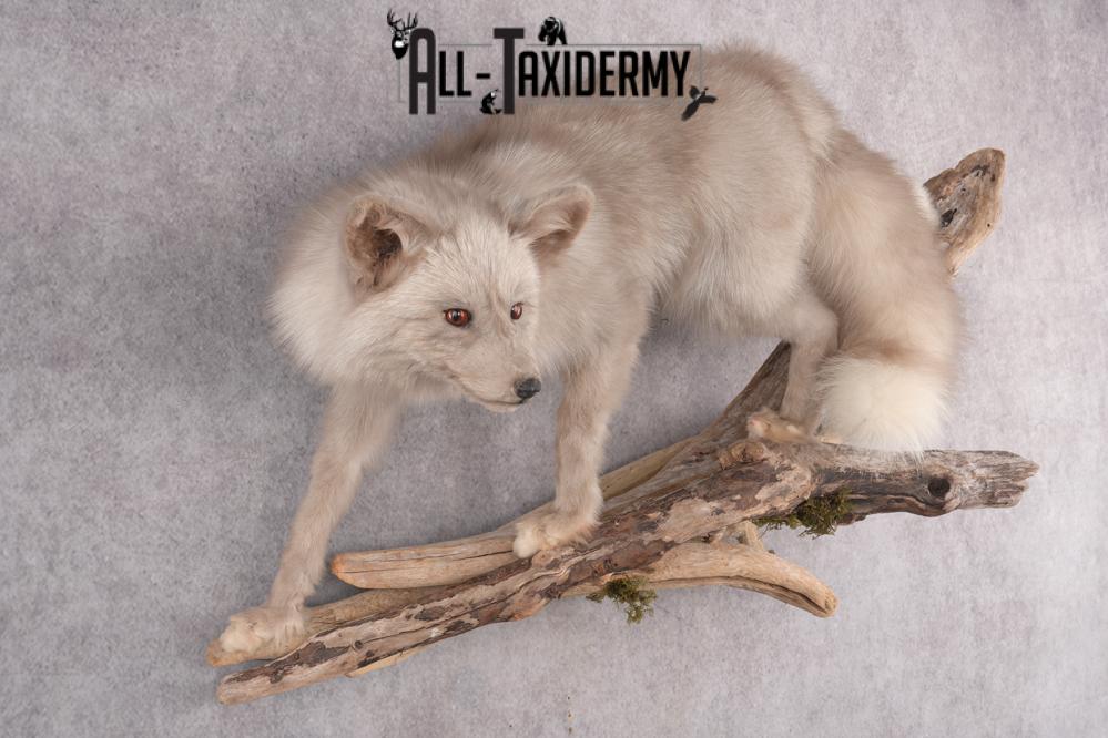 Marble Blue Fox SKU 2787 - Image 8