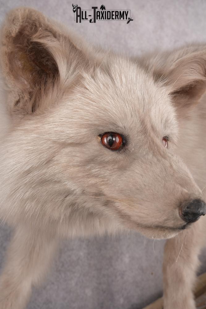 Marble Blue Fox SKU 2787 - Image 7