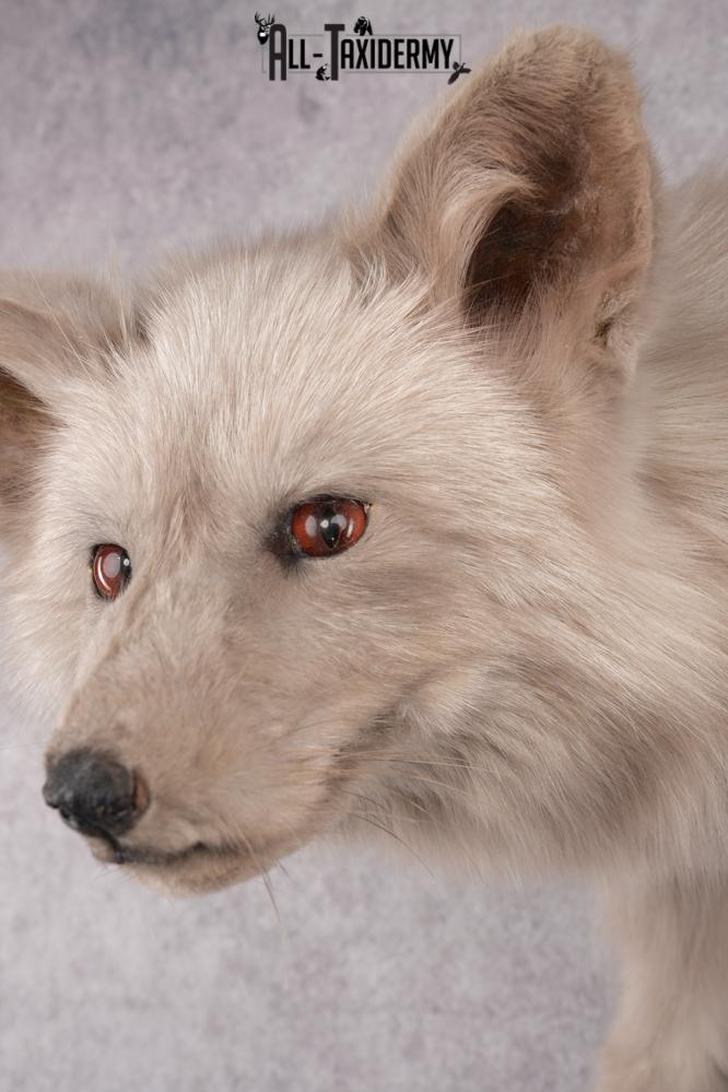 Marble Blue Fox SKU 2787 - Image 6