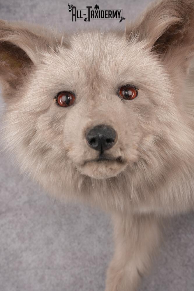 Marble Blue Fox SKU 2787 - Image 5