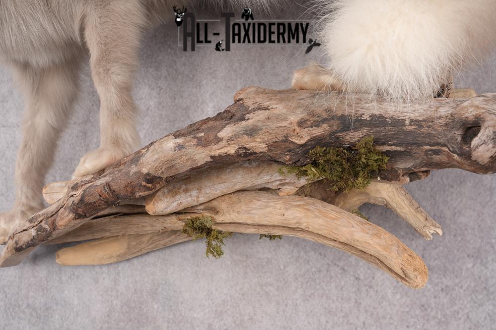 Marble Blue Fox SKU 2787 - Image 4