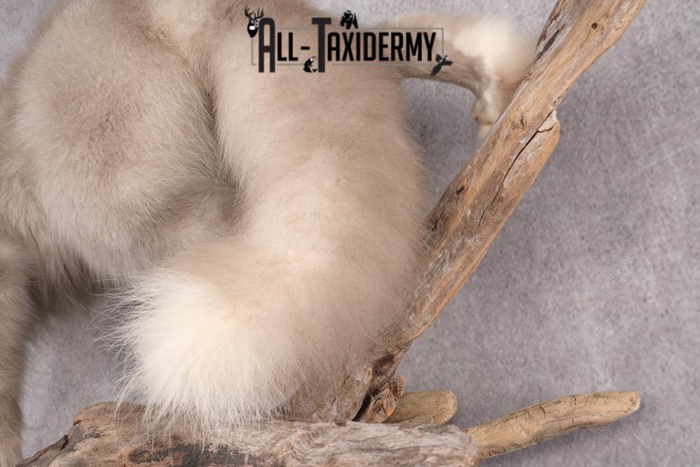 Marble Blue Fox SKU 2787 - Image 3