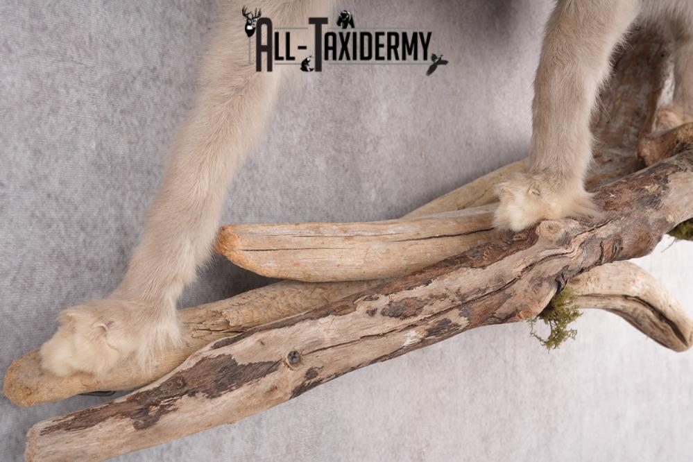 Marble Blue Fox SKU 2787 - Image 2