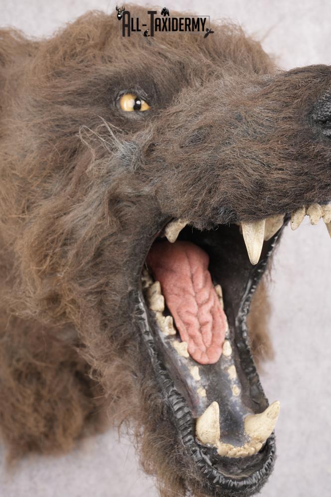 Werewolf Shoulder Mount SKU 2770 - Image 7