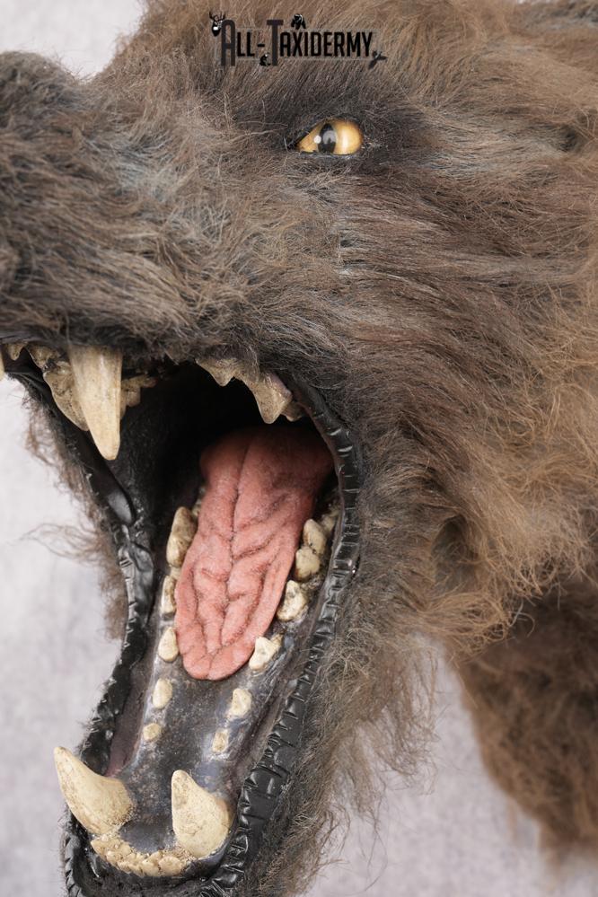 Werewolf Shoulder Mount SKU 2770 - Image 6