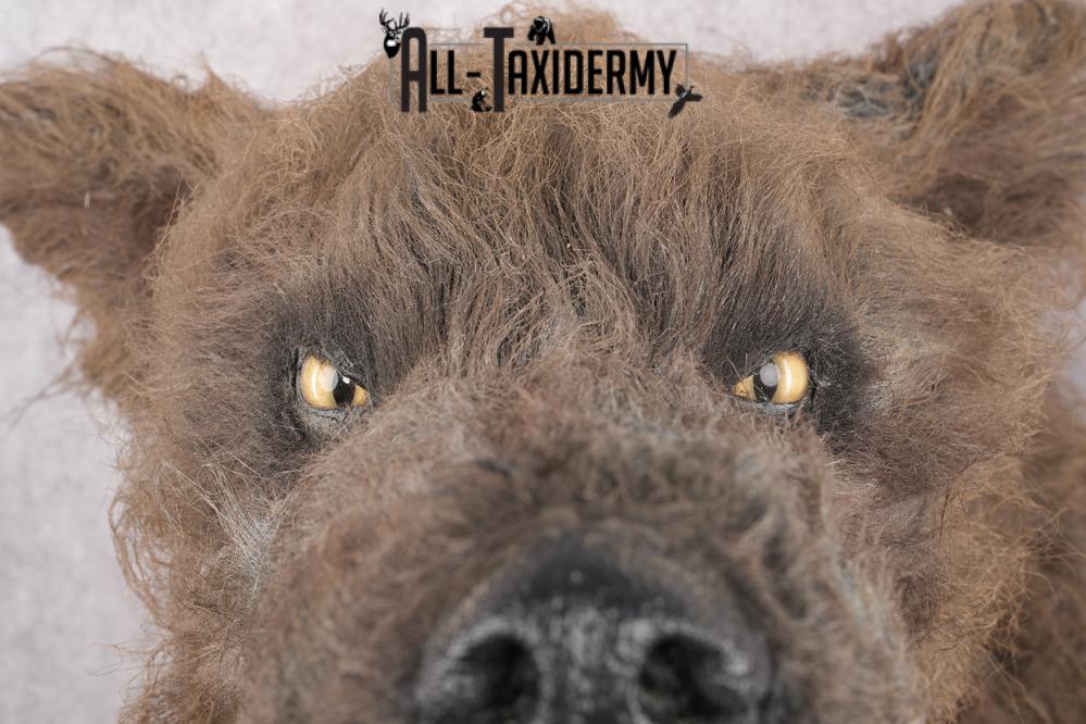 Werewolf Shoulder Mount SKU 2770 - Image 5