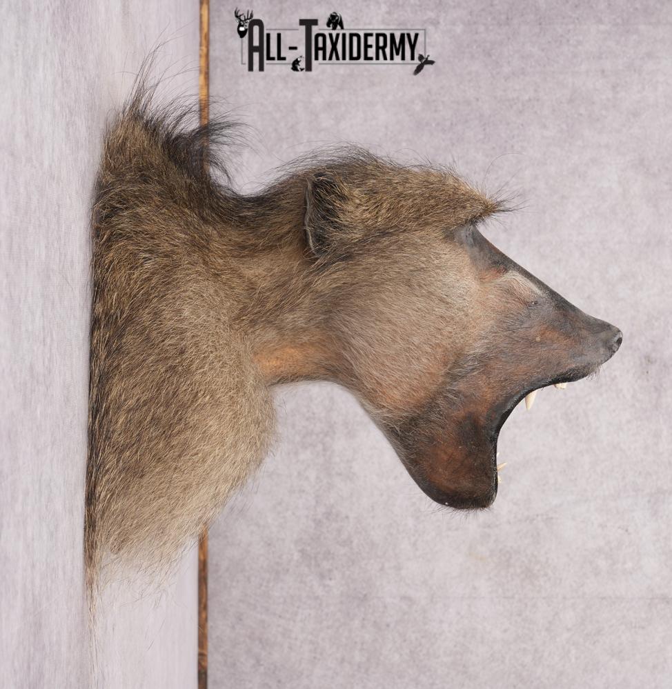 Baboon Taxidermy Shoulder Mount SKU 2776 - Image 8
