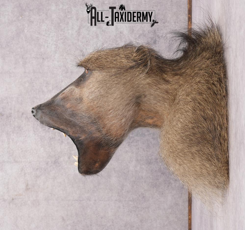 Baboon Taxidermy Shoulder Mount SKU 2776 - Image 7