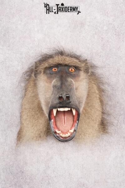 Baboon Taxidermy Shoulder Mount SKU 2776