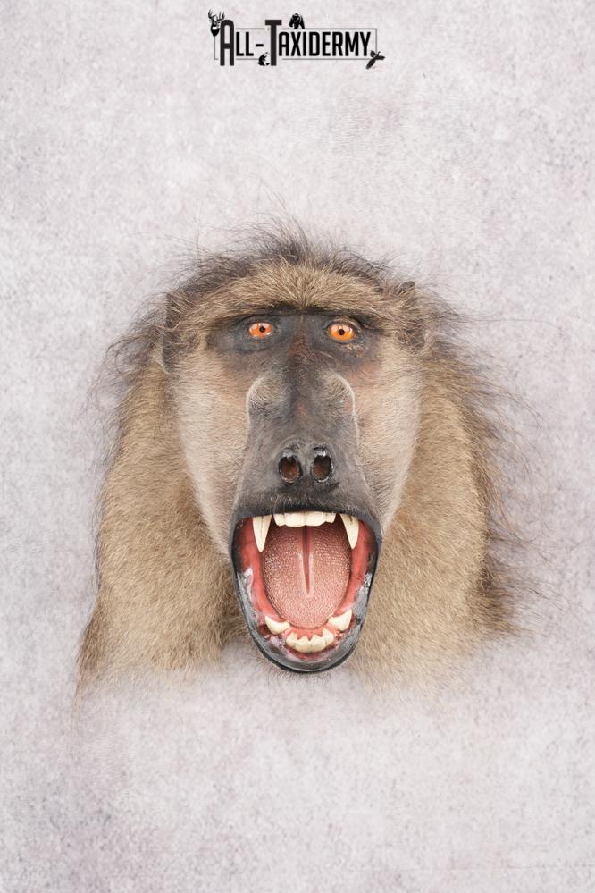 Baboon Taxidermy Shoulder Mount SKU 2776