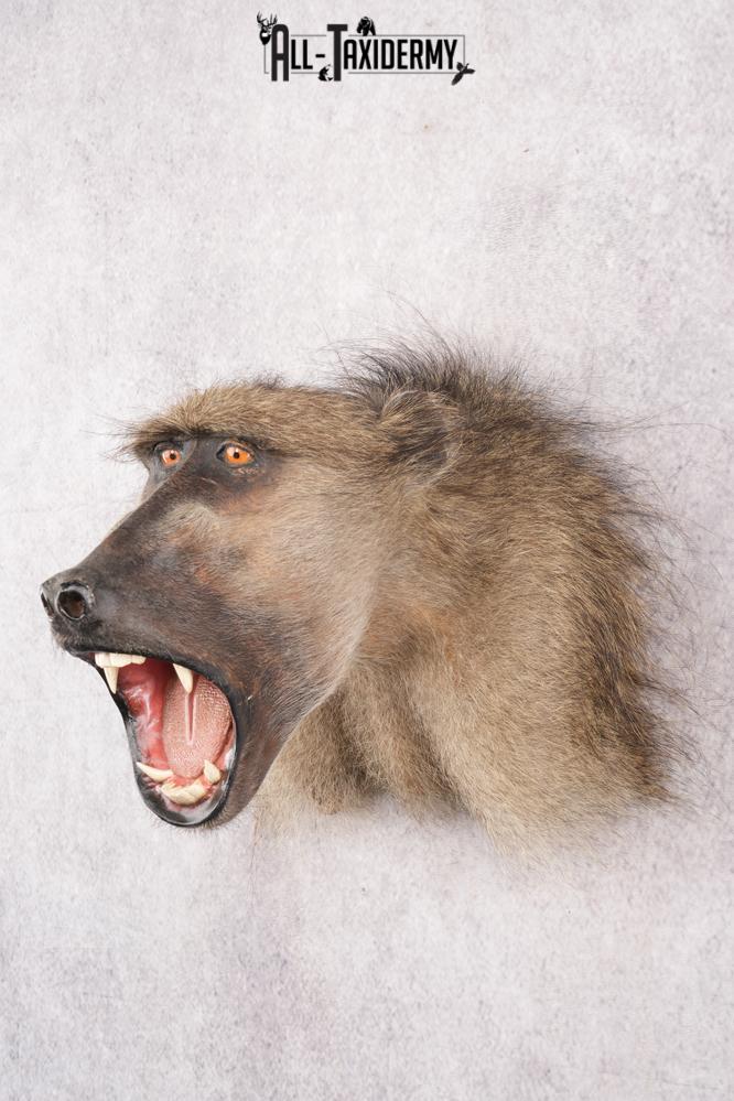 Baboon Taxidermy Shoulder Mount SKU 2776 - Image 6