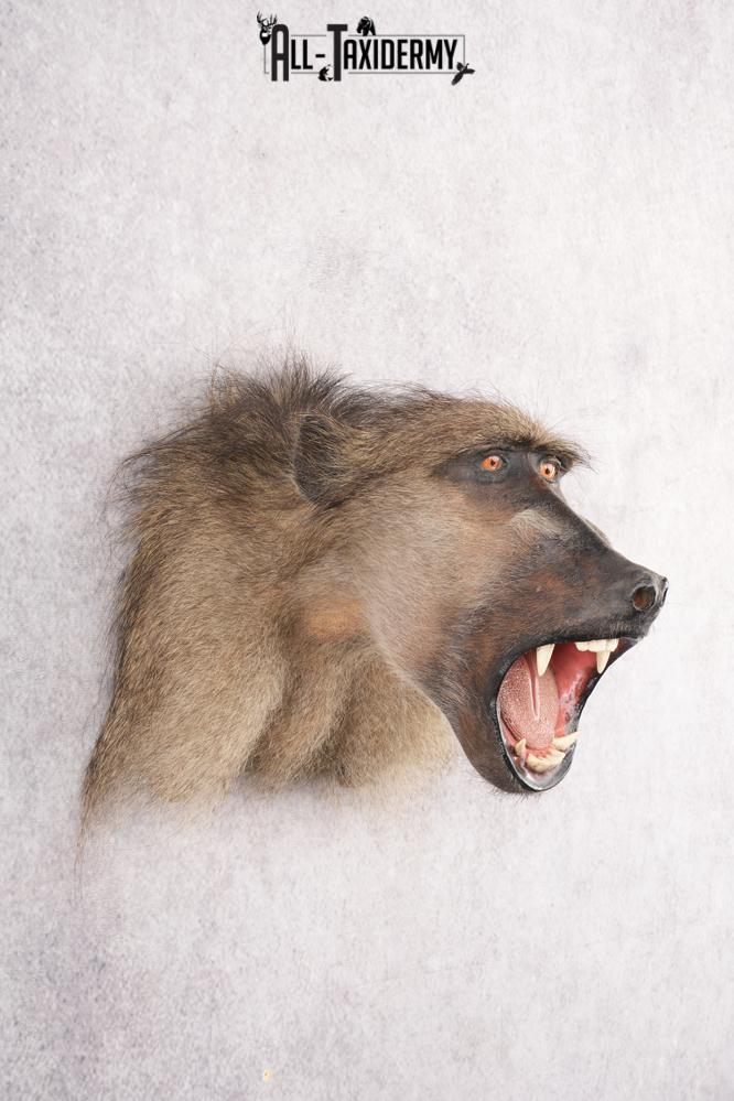 Baboon Taxidermy Shoulder Mount SKU 2776 - Image 5