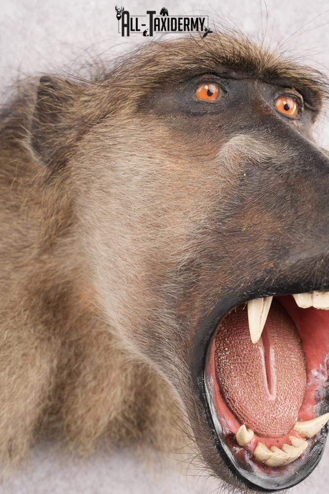 Baboon Taxidermy Shoulder Mount SKU 2776 - Image 4