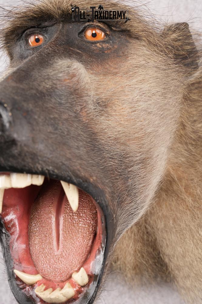 Baboon Taxidermy Shoulder Mount SKU 2776 - Image 3