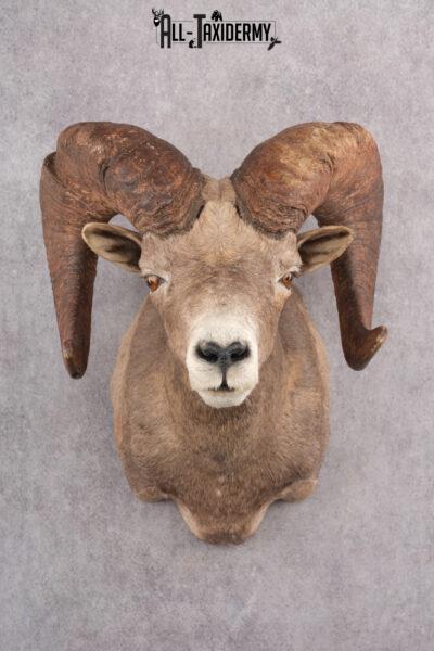 Desert Bighorn Taxidermy Shoulder Mount SKU 2777