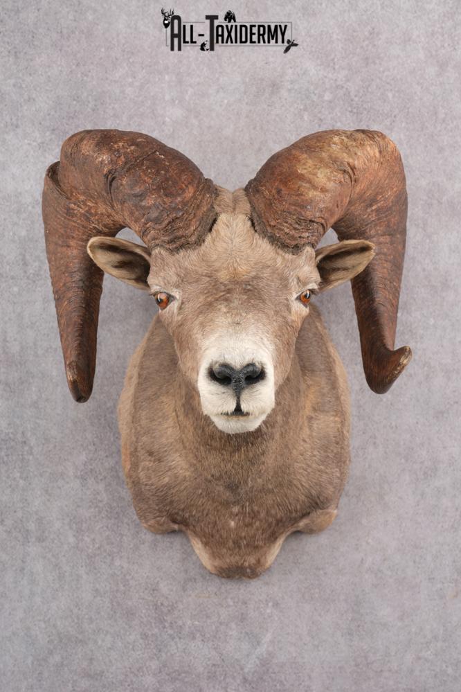 Desert Bighorn Taxidermy Shoulder Mount SKU 2777