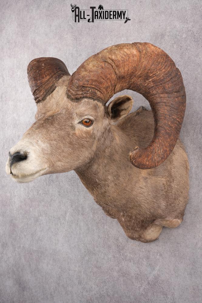 Desert Bighorn Taxidermy Shoulder Mount SKU 2777 - Image 8