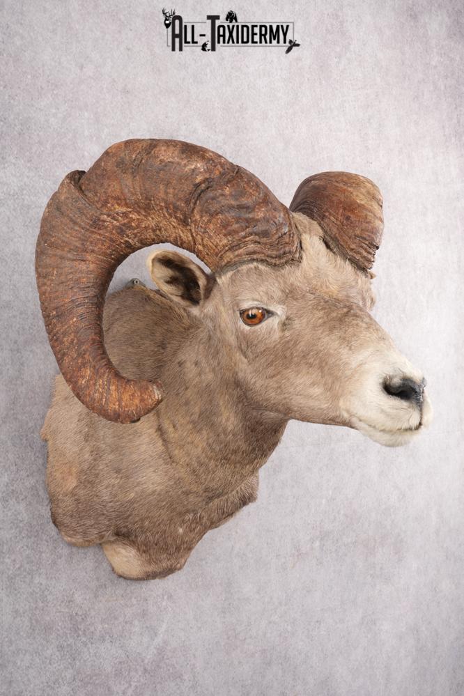 Desert Bighorn Taxidermy Shoulder Mount SKU 2777 - Image 7