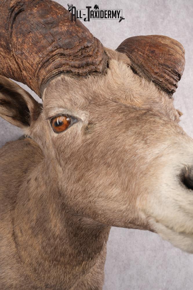 Desert Bighorn Taxidermy Shoulder Mount SKU 2777 - Image 6