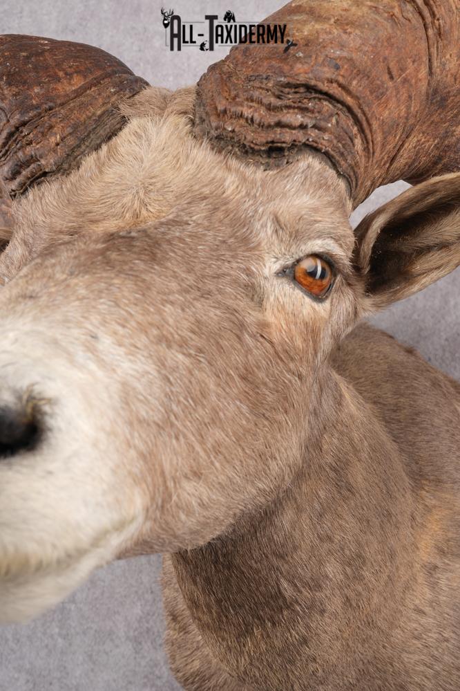 Desert Bighorn Taxidermy Shoulder Mount SKU 2777 - Image 5
