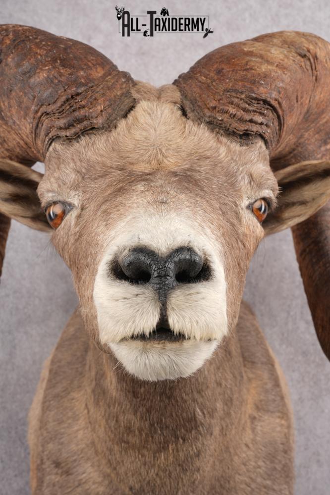 Desert Bighorn Taxidermy Shoulder Mount SKU 2777 - Image 4