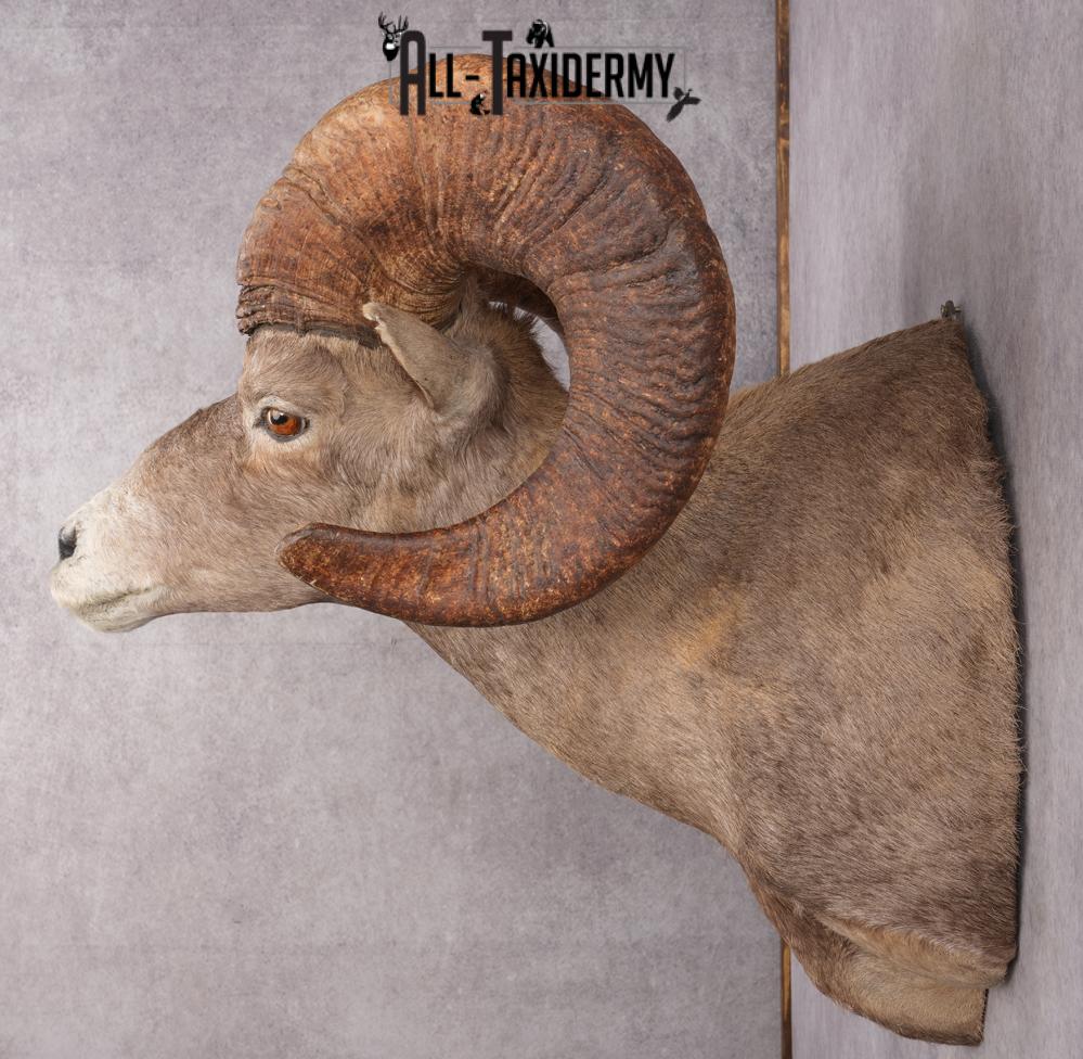 Desert Bighorn Taxidermy Shoulder Mount SKU 2777 - Image 3