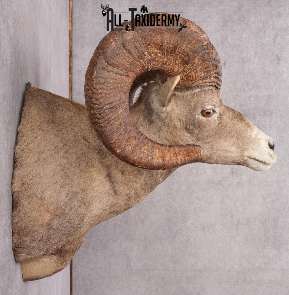 Desert Bighorn Taxidermy Shoulder Mount SKU 2777 - Image 2