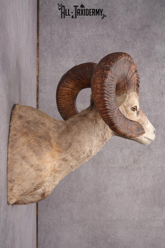 Desert Bighorn Taxidermy Mount SKU 2780 - Image 8