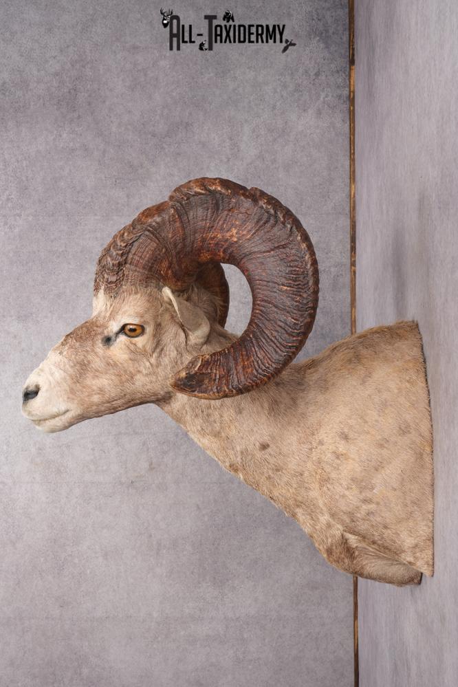 Desert Bighorn Taxidermy Mount SKU 2780 - Image 7