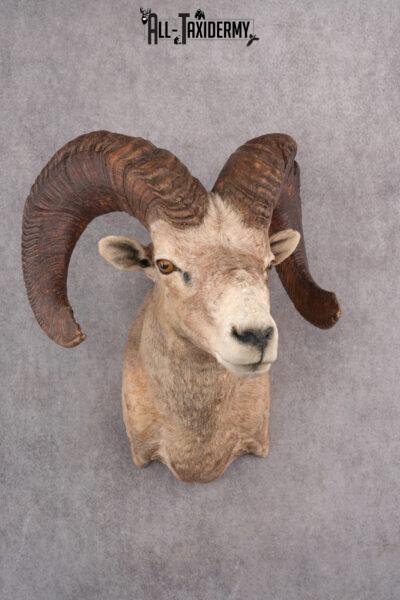 Desert Bighorn Taxidermy Mount SKU 2780
