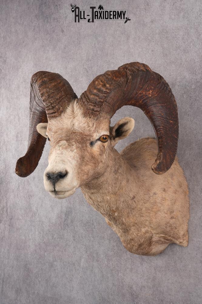Desert Bighorn Taxidermy Mount SKU 2780 - Image 6