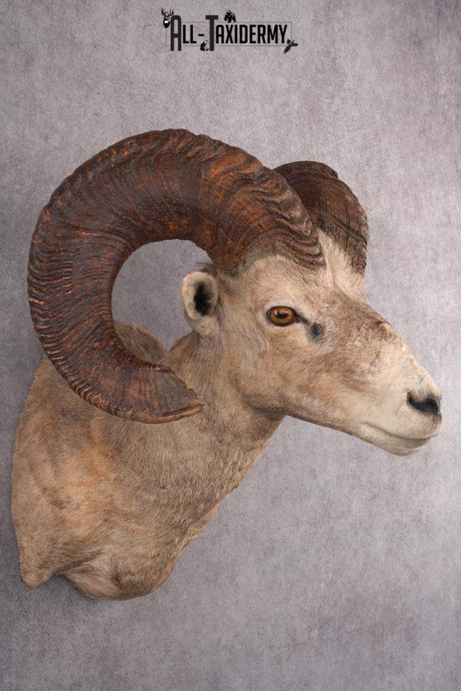 Desert Bighorn Taxidermy Mount SKU 2780 - Image 5