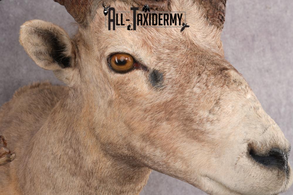 Desert Bighorn Taxidermy Mount SKU 2780 - Image 4