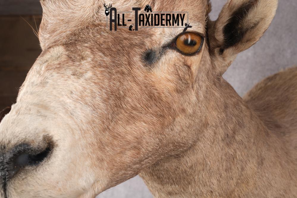 Desert Bighorn Taxidermy Mount SKU 2780 - Image 3