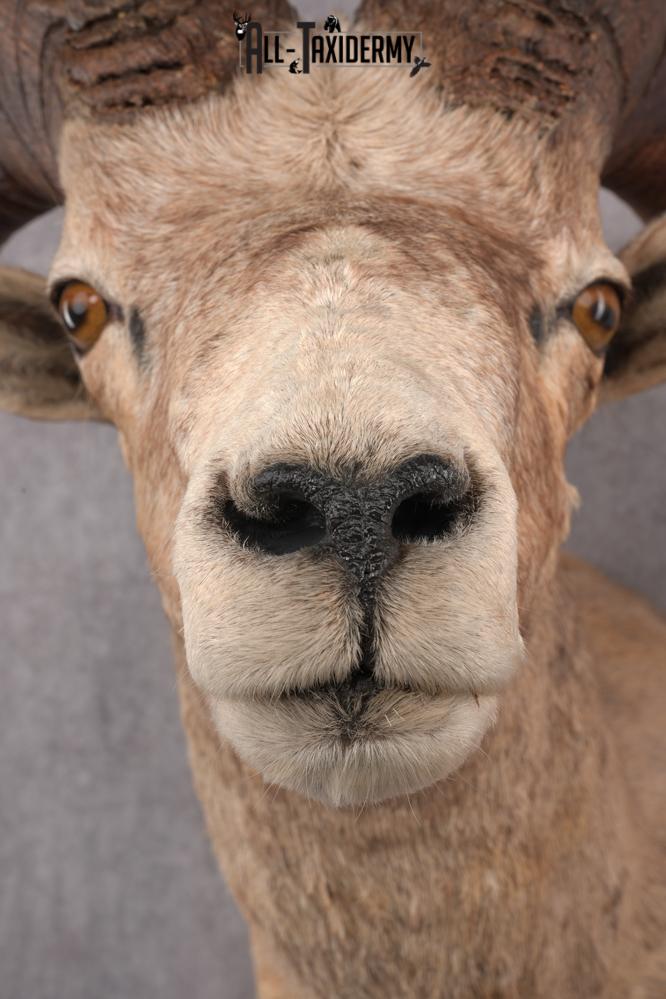 Desert Bighorn Taxidermy Mount SKU 2780 - Image 2