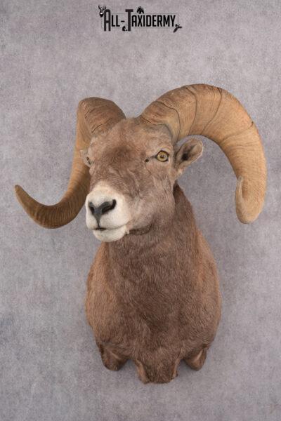 Bighorn Sheep Taxidermy