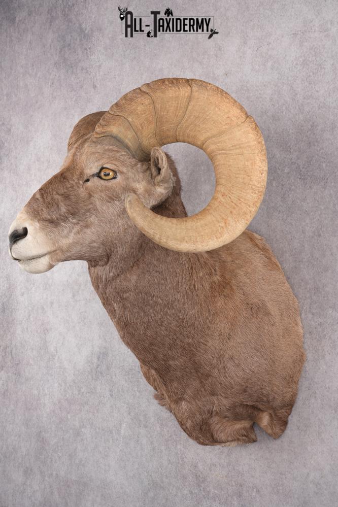 California Bighorn Taxidermy Shoulder Mount SKU 2778 - Image 8