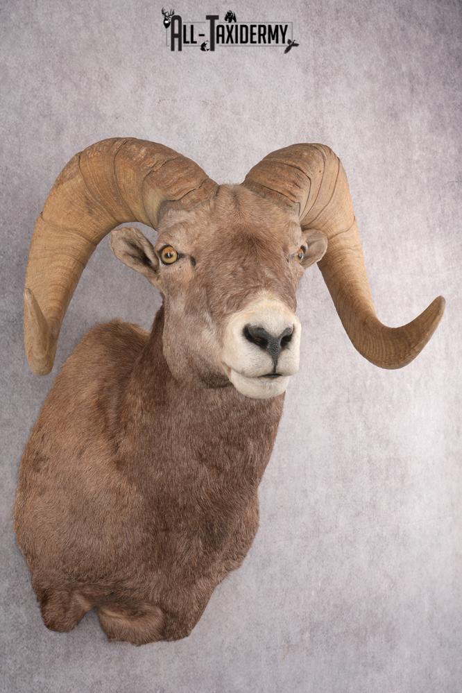 California Bighorn Taxidermy Shoulder Mount SKU 2778 - Image 7