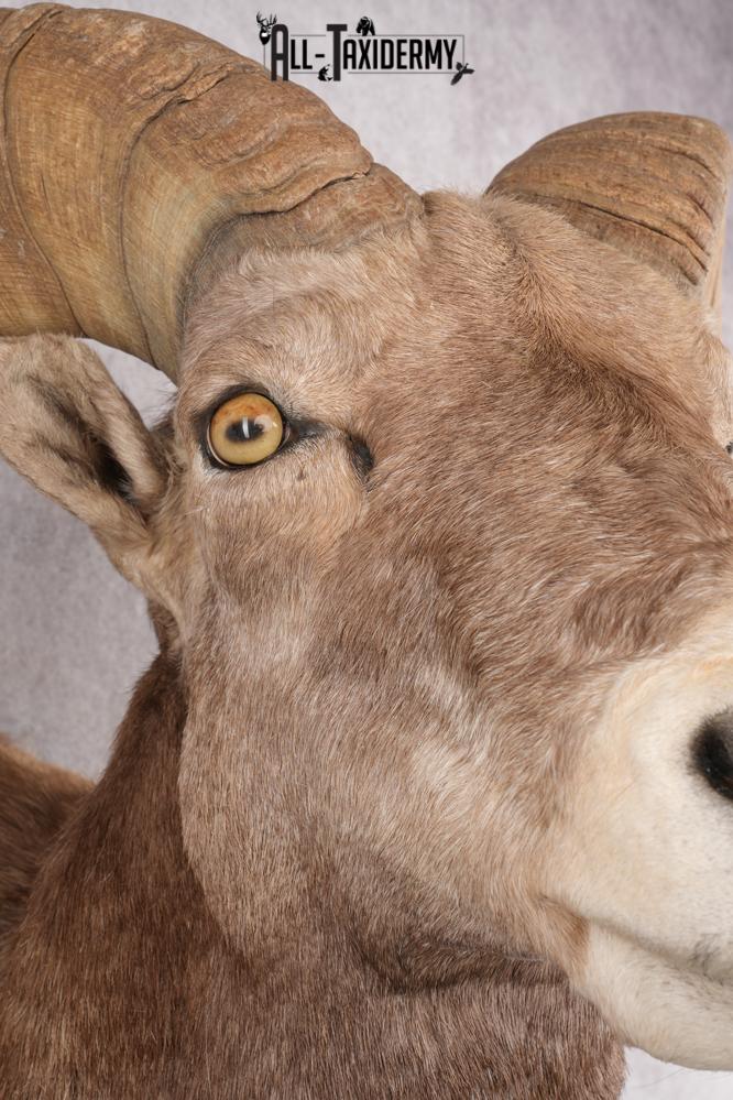 California Bighorn Taxidermy Shoulder Mount SKU 2778 - Image 6