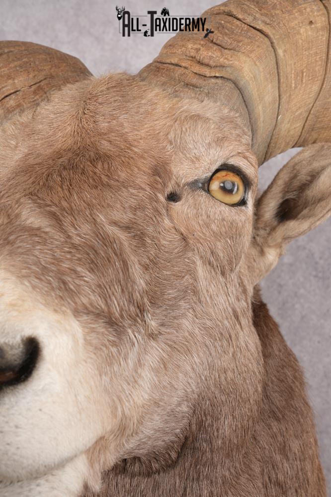 California Bighorn Taxidermy Shoulder Mount SKU 2778 - Image 5