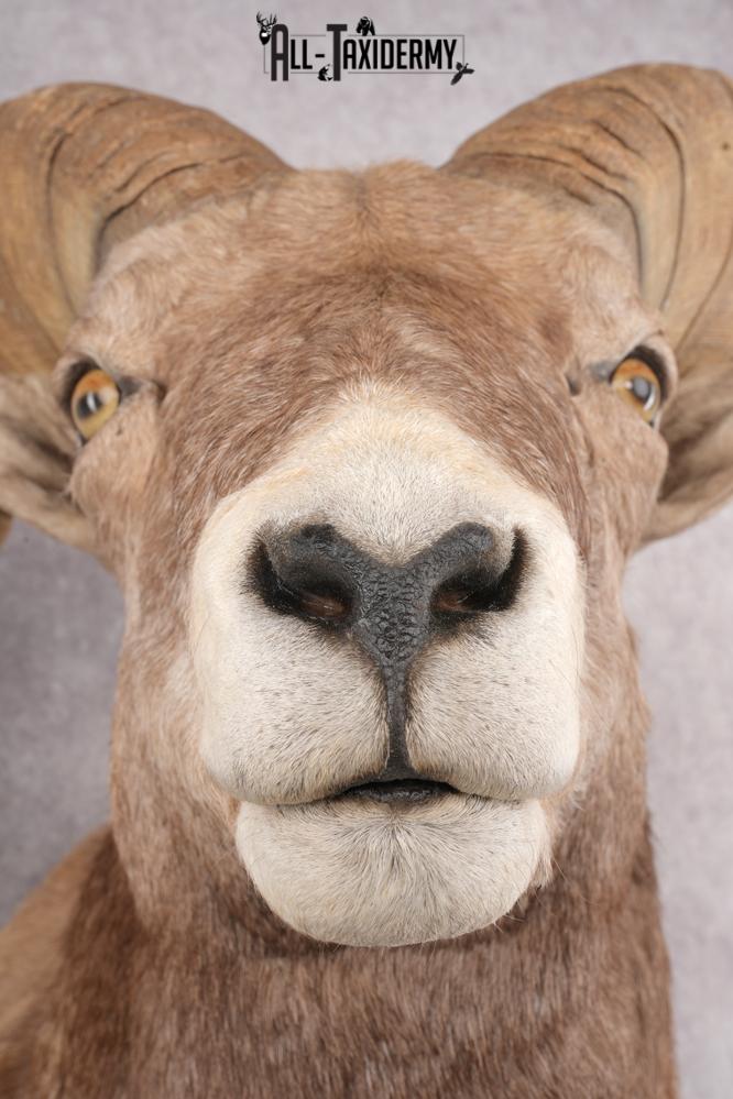 California Bighorn Taxidermy Shoulder Mount SKU 2778 - Image 4