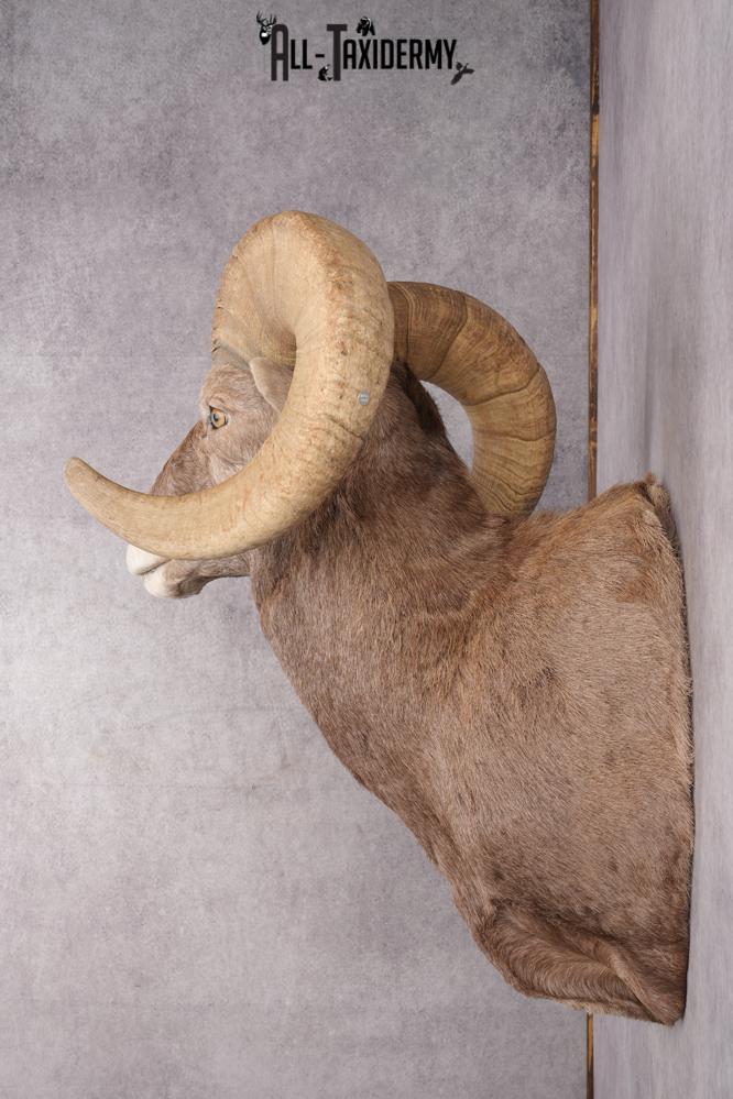 California Bighorn Taxidermy Shoulder Mount SKU 2778 - Image 3