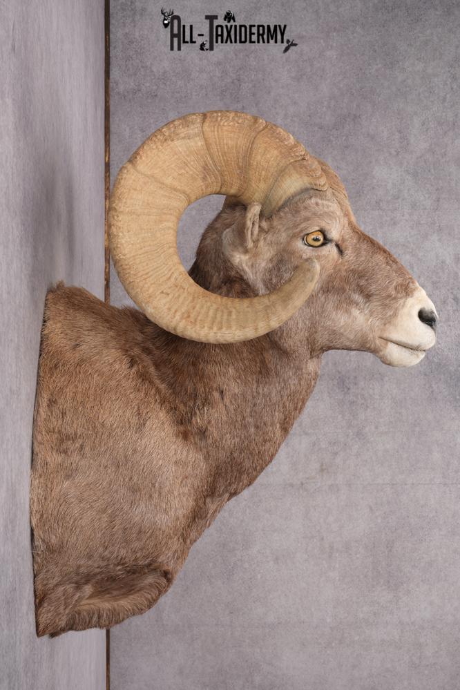 California Bighorn Taxidermy Shoulder Mount SKU 2778 - Image 2