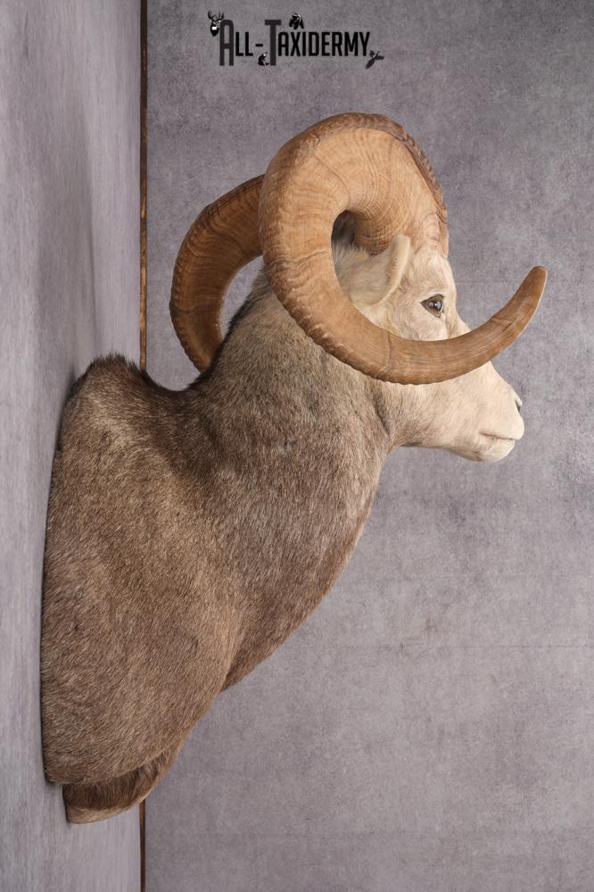 Stone Sheep Taxidermy Shoulder Mount SKU 2779 - Image 8