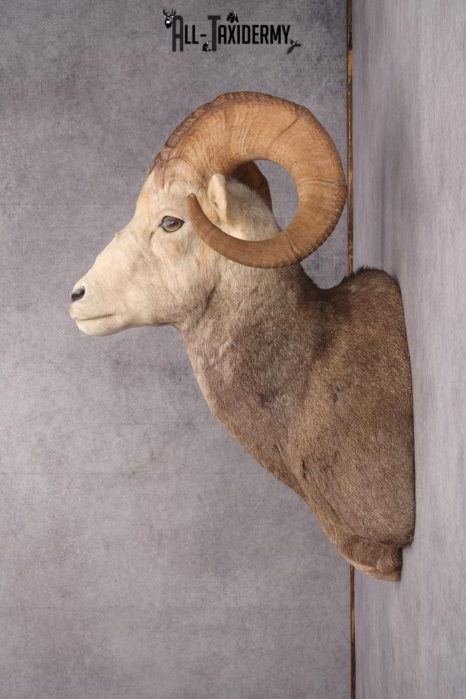 Stone Sheep Taxidermy Shoulder Mount SKU 2779 - Image 7