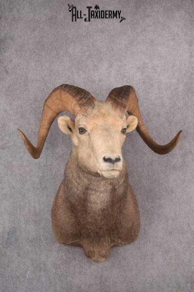 Stone Sheep Taxidermy Shoulder Mount SKU 2779