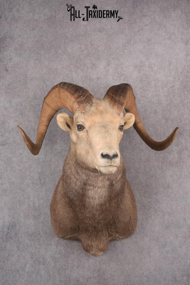Stone Sheep Taxidermy Shoulder Mount SKU 2779