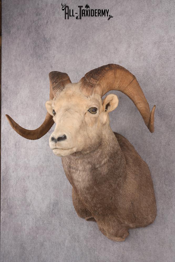 Stone Sheep Taxidermy Shoulder Mount SKU 2779 - Image 6