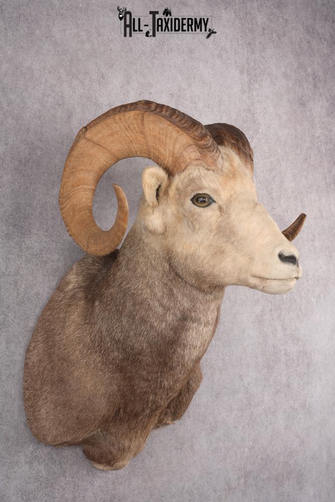 Stone Sheep Taxidermy Shoulder Mount SKU 2779 - Image 5